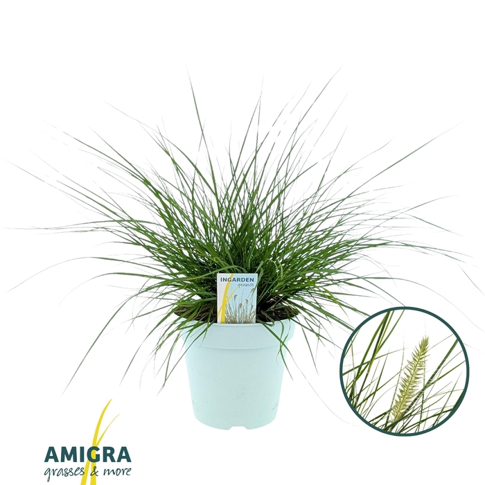 <h4>Pennisetum al. 'Hameln'</h4>