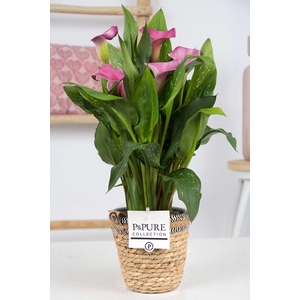 Zantedeschia pink in P&PURE Basket 6