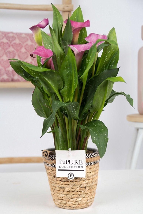 <h4>Zantedeschia pink in P&PURE Basket 6</h4>