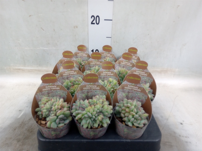 <h4>Echeveria   ...</h4>