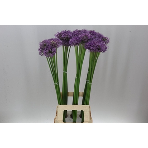 Allium Gladiator