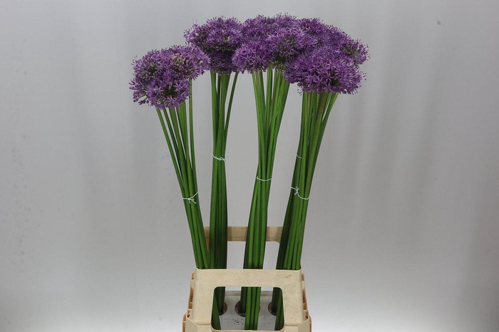 <h4>Allium Gladiator</h4>