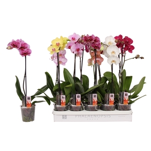 Phalaenopsis 5 color mix, 1-spike 6+