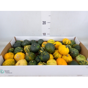 Cucurbita pepo 'Hard Warties' ..mix