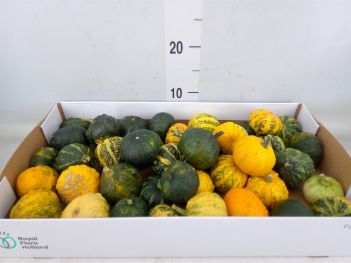 <h4>Cucurbita pepo 'Hard Warties' ..mix</h4>