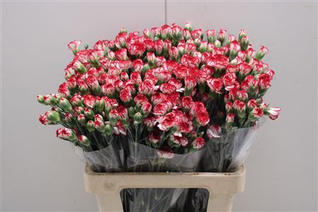 <h4>Dianthus Sp Minuetto</h4>