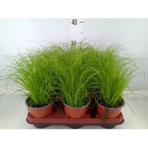 Cyperus alternifolius 'Zumula'