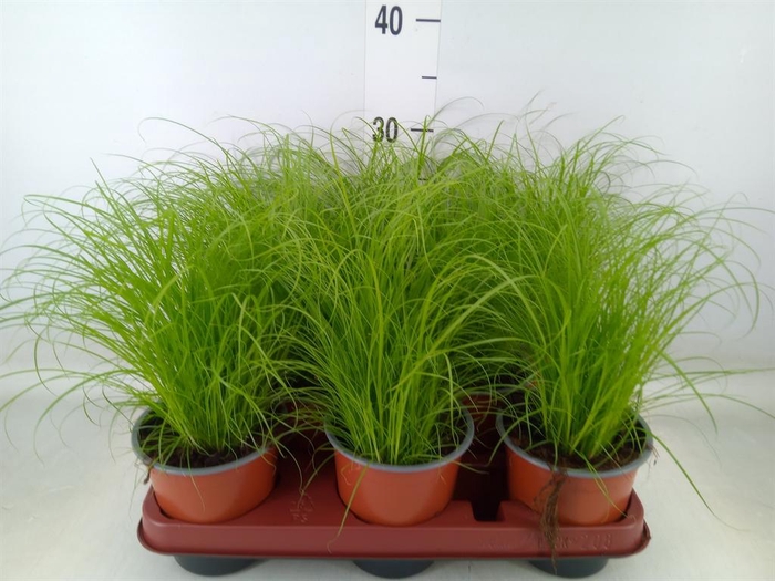 <h4>Cyperus alternifolius 'Zumula'</h4>