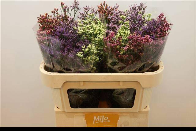 <h4>LIM SIN DIAMOND GEM</h4>