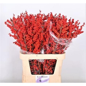 Ilex Ve Rode Bes Super!!