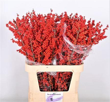 <h4>Ilex Ve Rode Bes Super!!</h4>