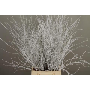 Betula paint white