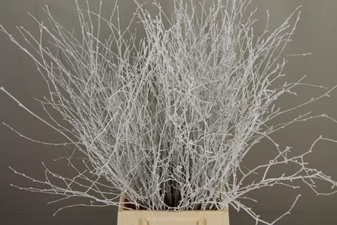 <h4>Betula paint white</h4>