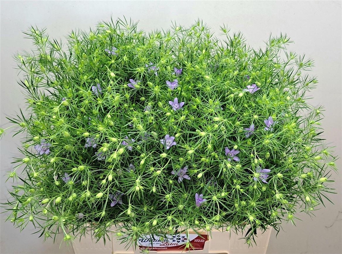 <h4>Nigella Bucharica Milka</h4>
