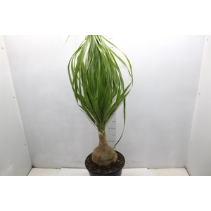 BEAUCARNEA P24