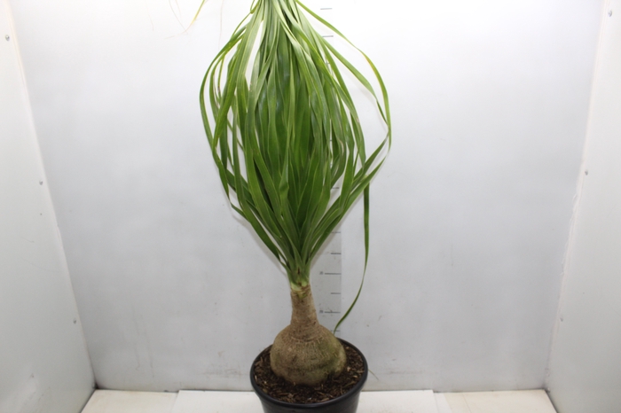 <h4>BEAUCARNEA P24</h4>