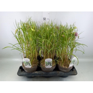 Fritillaria meleagris