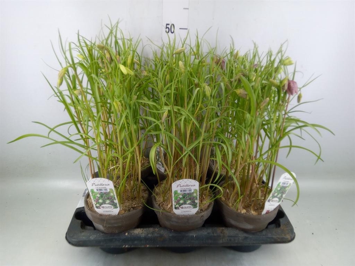 <h4>Fritillaria meleagris</h4>