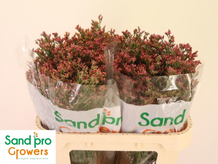 <h4>LIM SIN MAX DIA</h4>