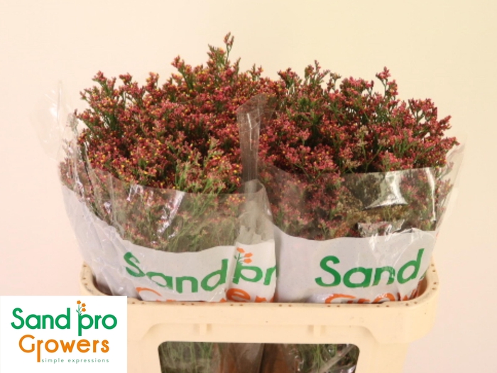 <h4>LIM SIN MAX DIA</h4>