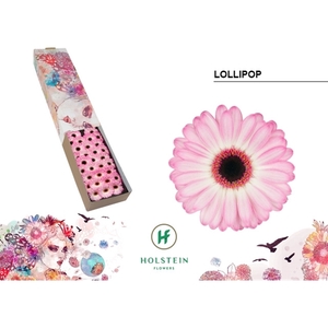 Ge Mi Lollipop Box Holstein