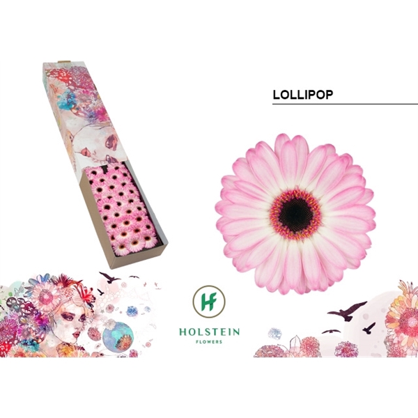 <h4>Ge Mi Lollipop Box Holstein</h4>