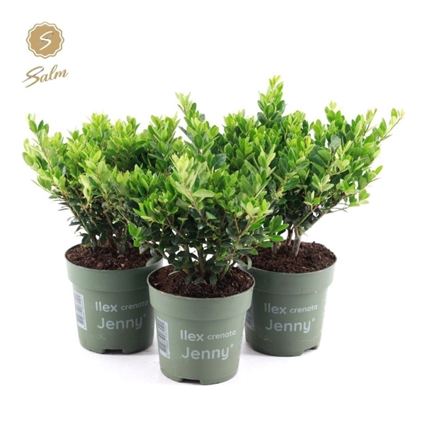 <h4>Viva Ilex crenata 'Jenny'® P10</h4>