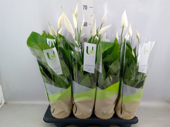 <h4>Spathiphyllum  'Strauss'</h4>