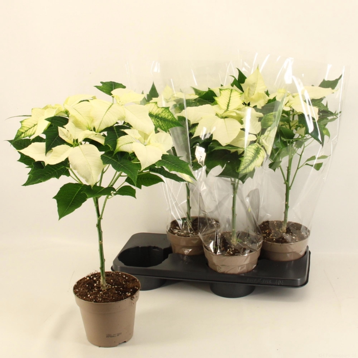 <h4>EUPHOR P ALASKA</h4>