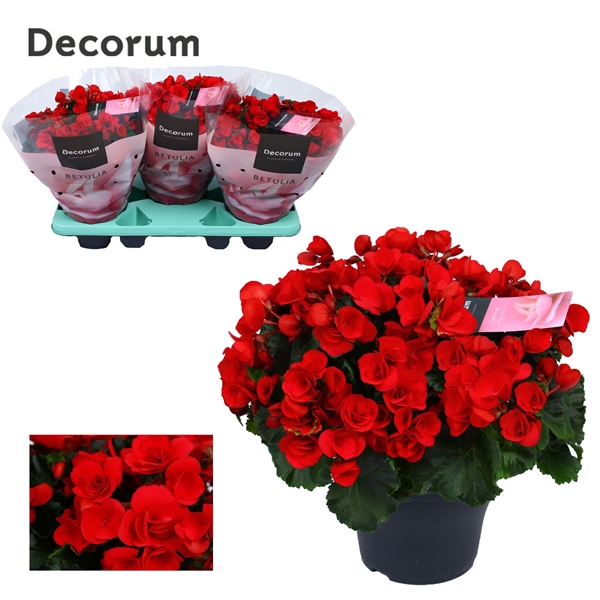<h4>Begonia ''betulia'' red Decorum</h4>