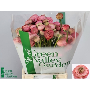 RAN AAZUR ANTIQ ROSE