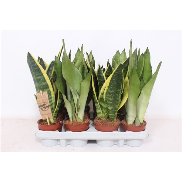 <h4>Sansevieria mix</h4>