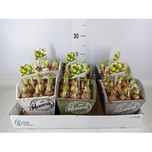 Arr.  Narcissus Tete Tete L%