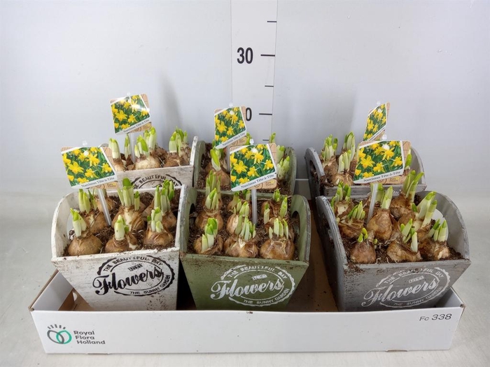 <h4>Arr.  Narcissus Tete Tete L%</h4>