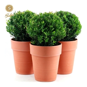 Ilex crenata 'Jenny'® Ball Ø20cm P17 in Ceramic Terracotta
