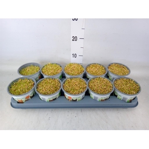 Hordeum sp.   ...kattegras zaai