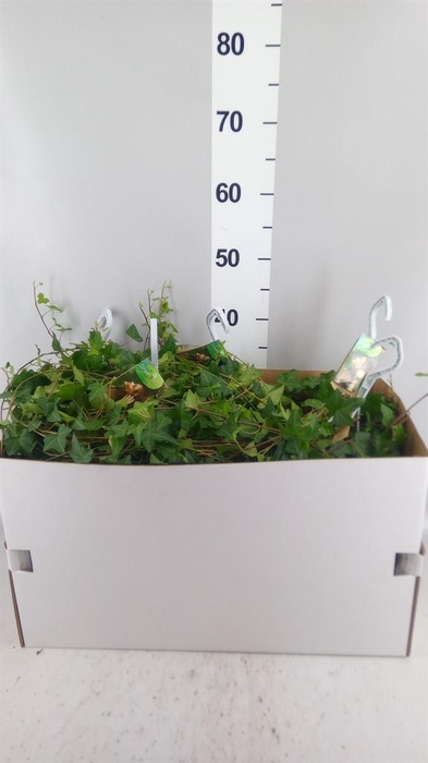 <h4>Hedera helix 'Anna'</h4>
