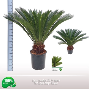 Cycas revoluta