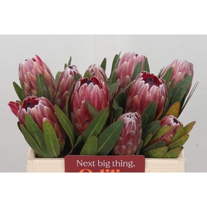 Protea Pink Ice