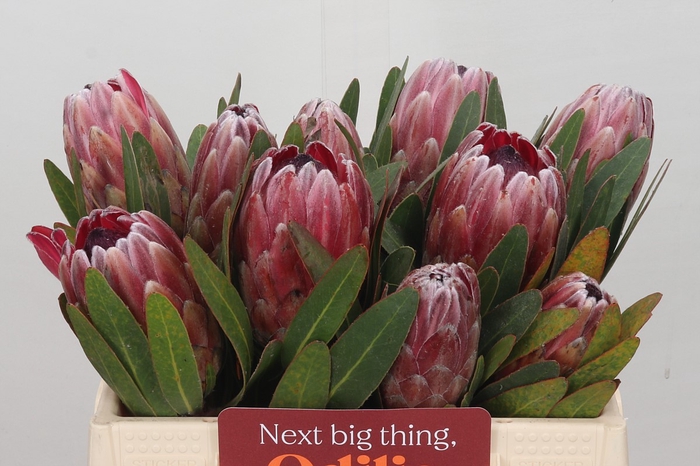 <h4>Protea Pink Ice</h4>