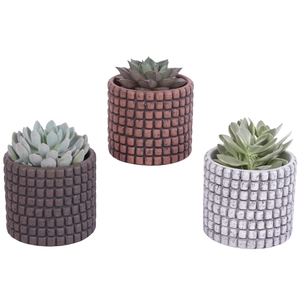 Succulenten mix Ø8,5cm in Ø10cm Ceramic Pot Stone Texture