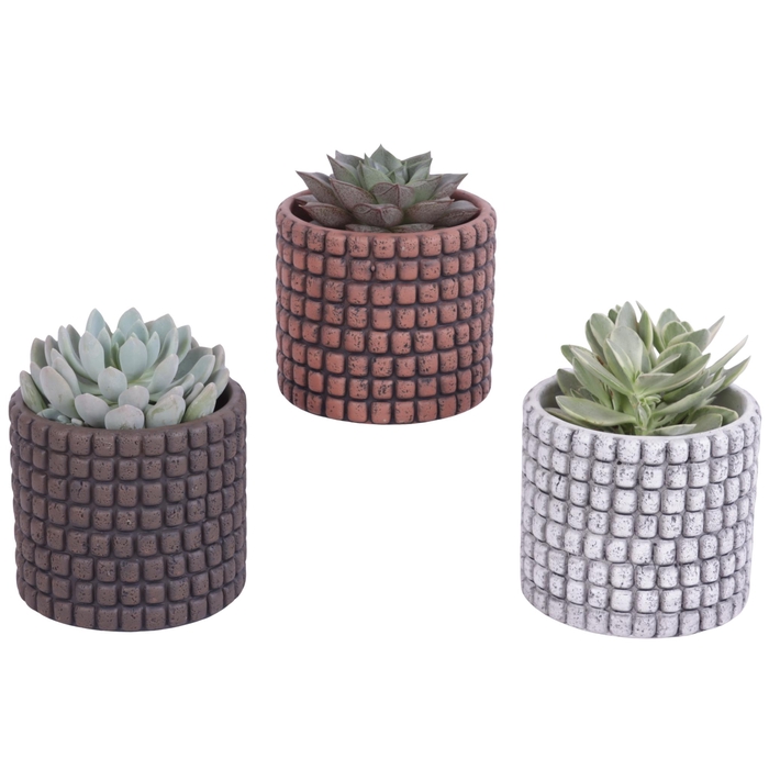 <h4>Succulenten mix Ø8,5cm in Ø10cm Ceramic Pot Stone Texture</h4>