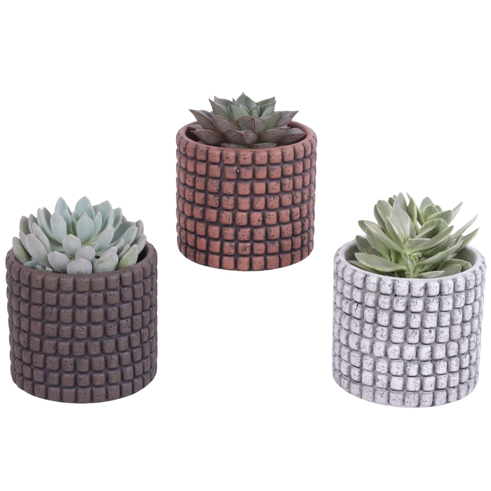 <h4>Succulenten mix Ø8,5cm in Ø10cm Ceramic Pot Stone Texture</h4>