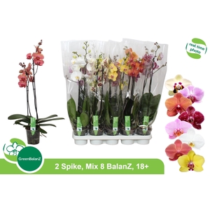 PHAL GEM 8 KL