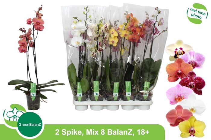 <h4>PHAL GEM 8 KL</h4>
