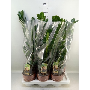 Zamioculcas zamiifolia