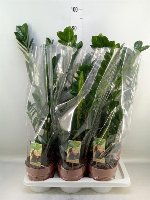 <h4>Zamioculcas zamiifolia</h4>