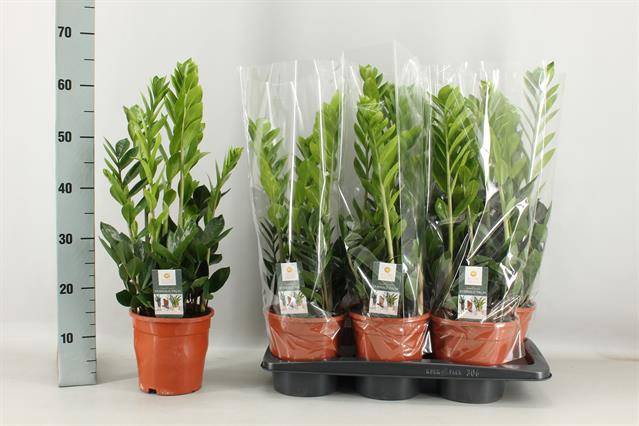 <h4>.Zamioculcas zamiifolia</h4>