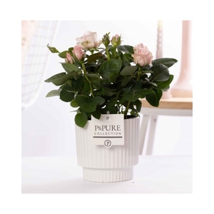 Rosa light pink in P&PURE Ivy ceramics shiny white