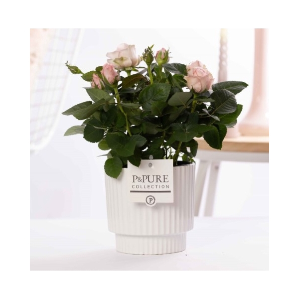 <h4>Rosa light pink in P&PURE Ivy ceramics shiny white</h4>